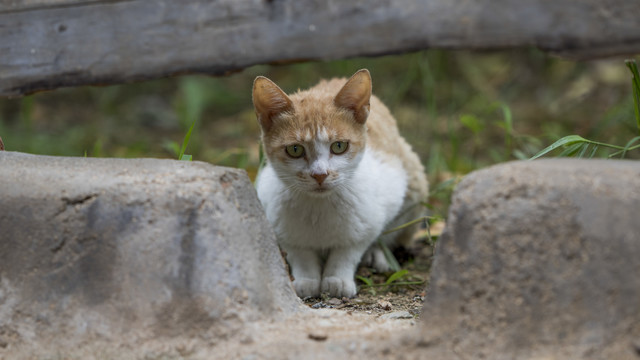 躲起来的猫