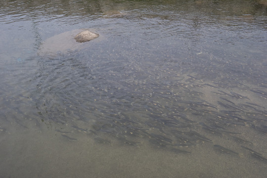 青海湖湟鱼