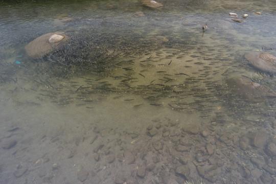 青海湖湟鱼