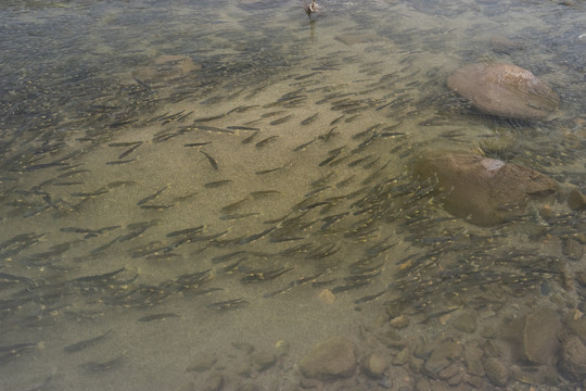 青海湖湟鱼