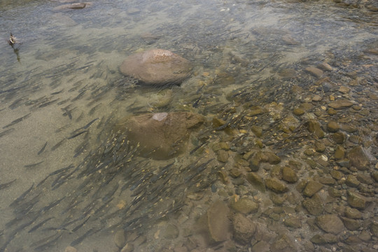 青海湖湟鱼