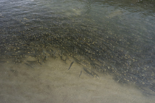 青海湖湟鱼