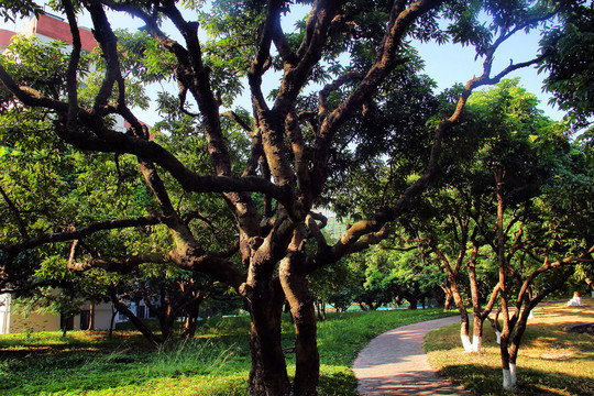 深圳大学大学校区