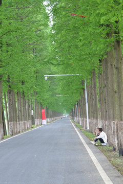 林荫大道