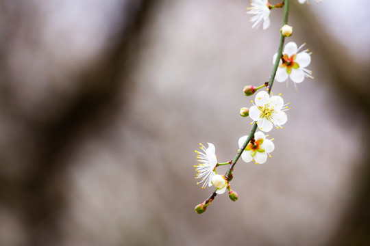 白梅花