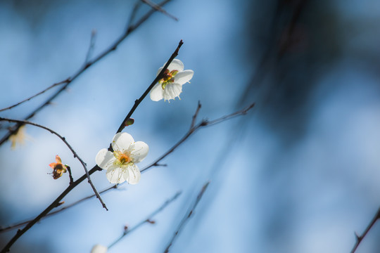 白梅花