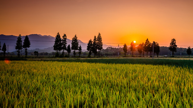 夕阳下的稻田