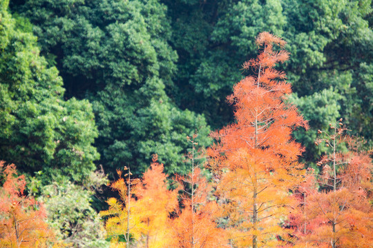 池杉