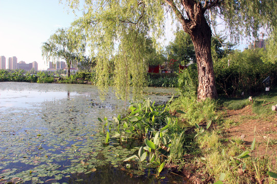 南京江北新区龙池湖边