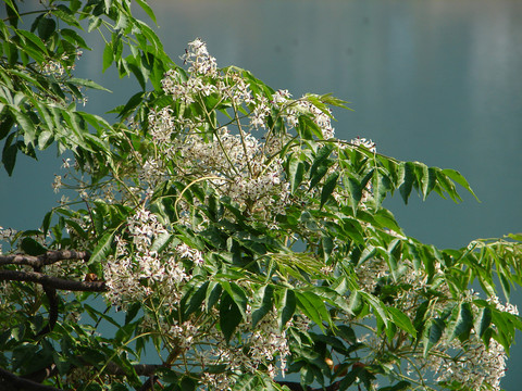 楝科植物苦楝树盛花期