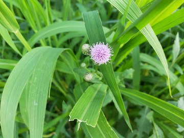 蓟 刺蓟 小蓟 野菜