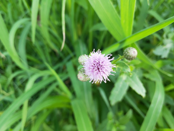 刺儿菜 蓟蓟草