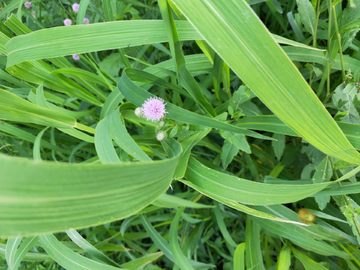 野花 刺蓟 刺儿菜 蓟蓟草