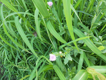 蓟刺儿菜