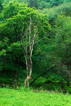 绿树林中的枯树