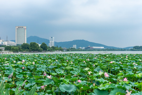 南京玄武湖公园风光