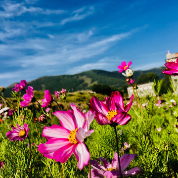 格桑花波斯菊