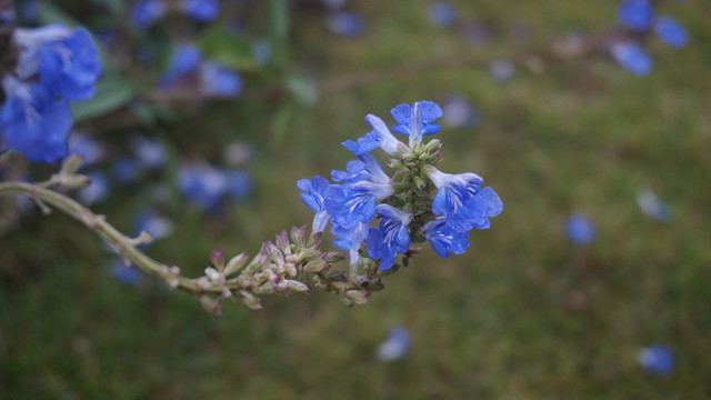 鼠尾草