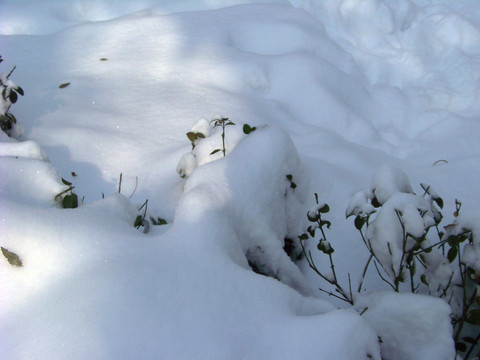 雪地