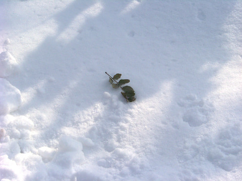 雪地