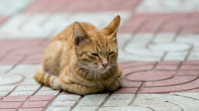 趴在地上的猫