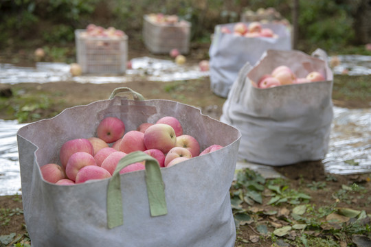 苹果收获季节