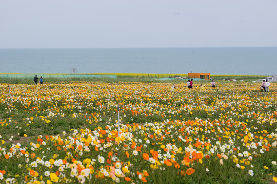 青海湖的花海