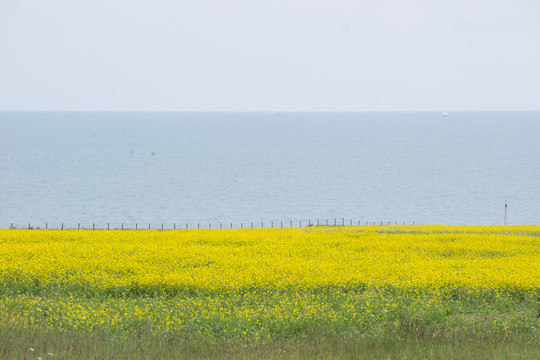 青海湖的油菜花