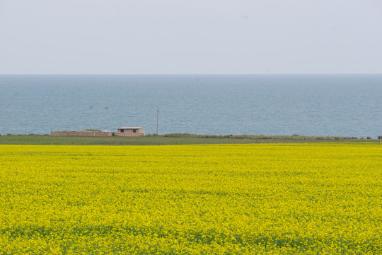 青海湖的油菜花