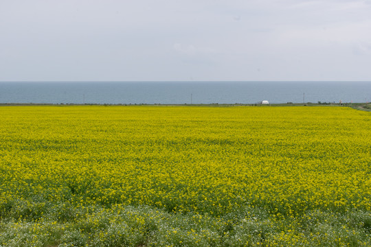 青海湖的油菜花