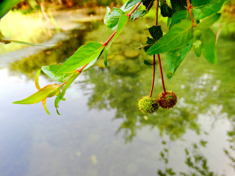 杨树开花