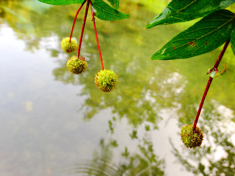 杨柳开花