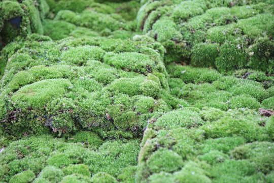 苔藓草皮台阶