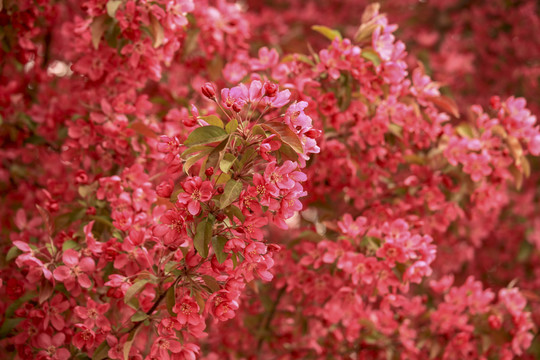 红色的北美海棠花