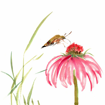花朵與飛蛾