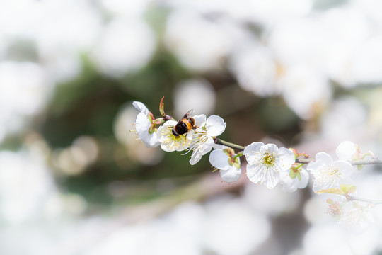蜜蜂与白梅