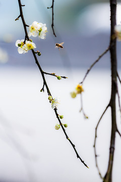 蜜蜂与白梅花