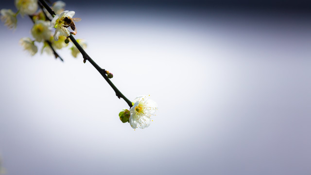 白梅花与蜜蜂