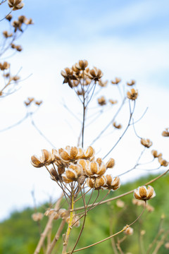 木芙蓉果实