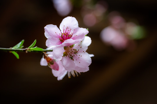 桃花