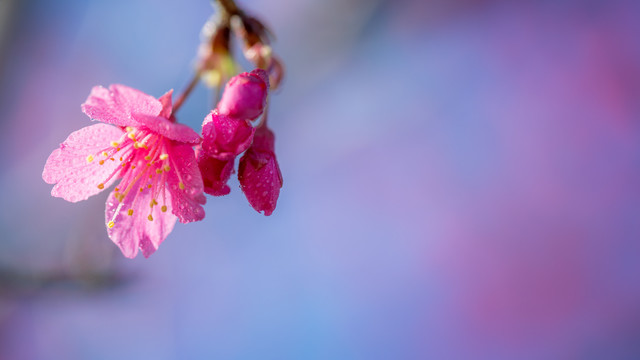 粉色樱花