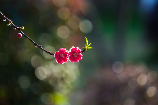 红桃花