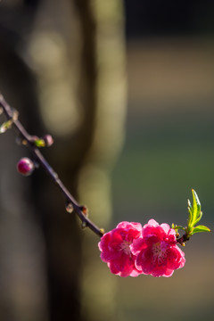 红桃花