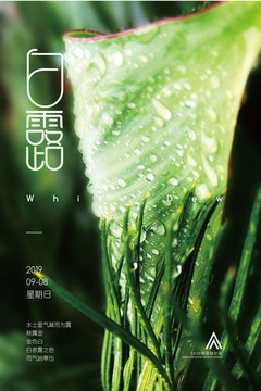 簡約創(chuàng)意白露節(jié)氣海報(bào)