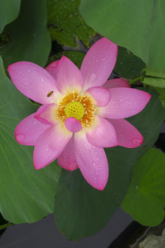 雨后的荷花