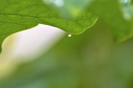 水珠里的荷花