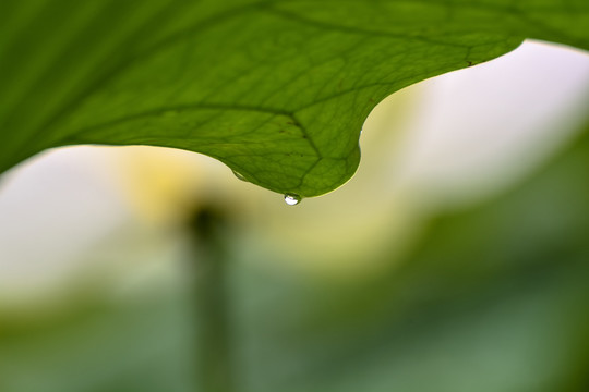 水珠里的荷花