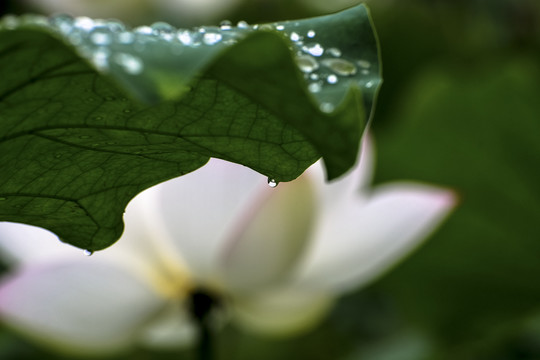 模糊莲花背景