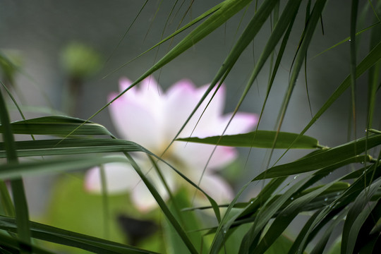 模糊的荷花背景