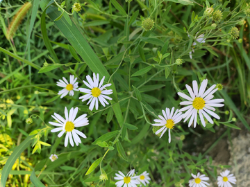 野花雏菊